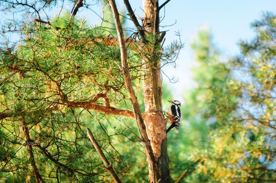 Great spotted woodpecker stands on a pine tree and search of a prey.