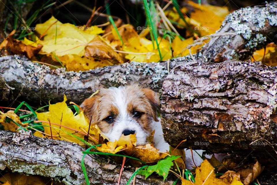 Cute puppy in yellow leaves