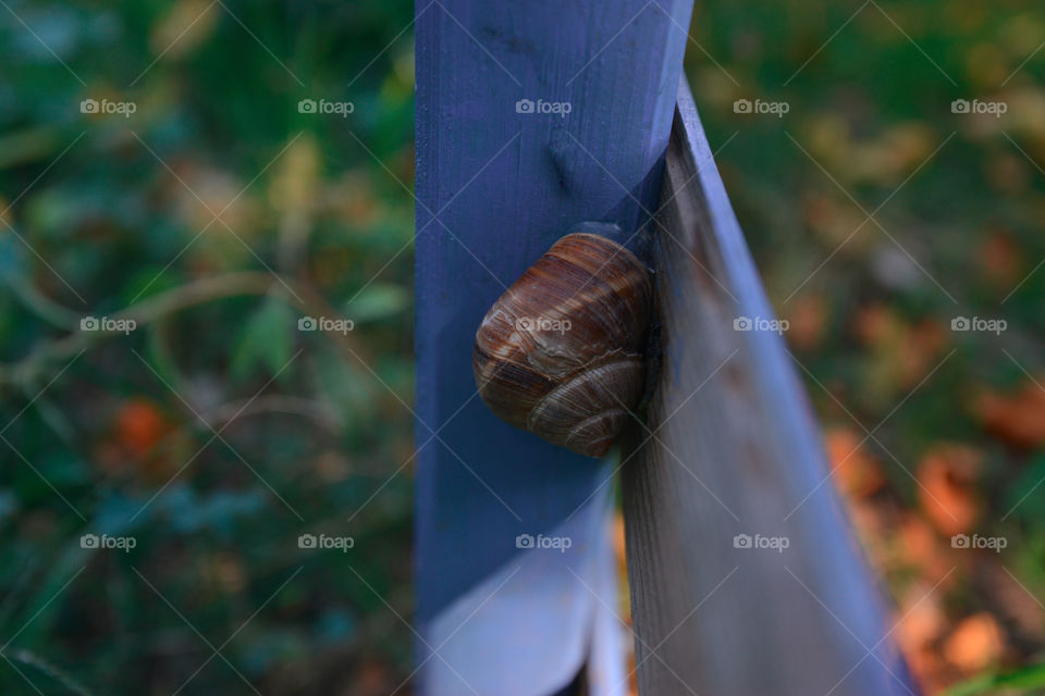 snail. garden time