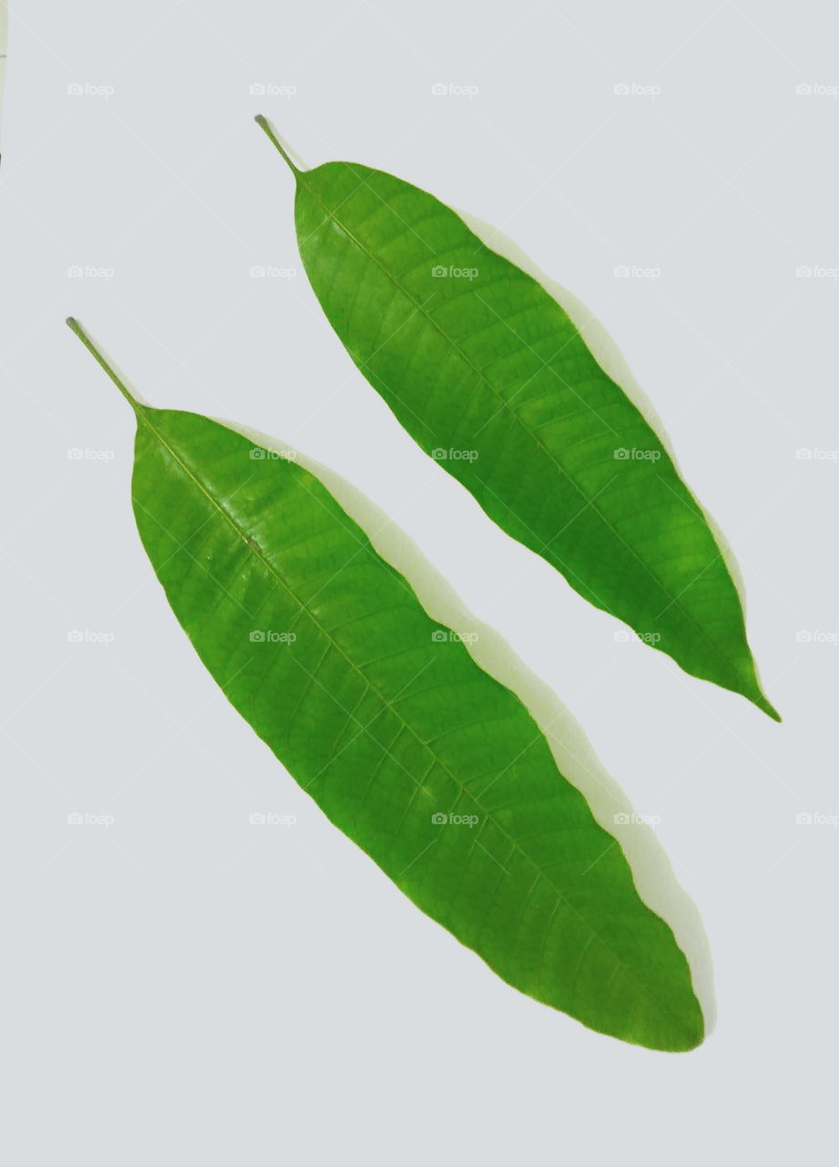 Two Mango leaf