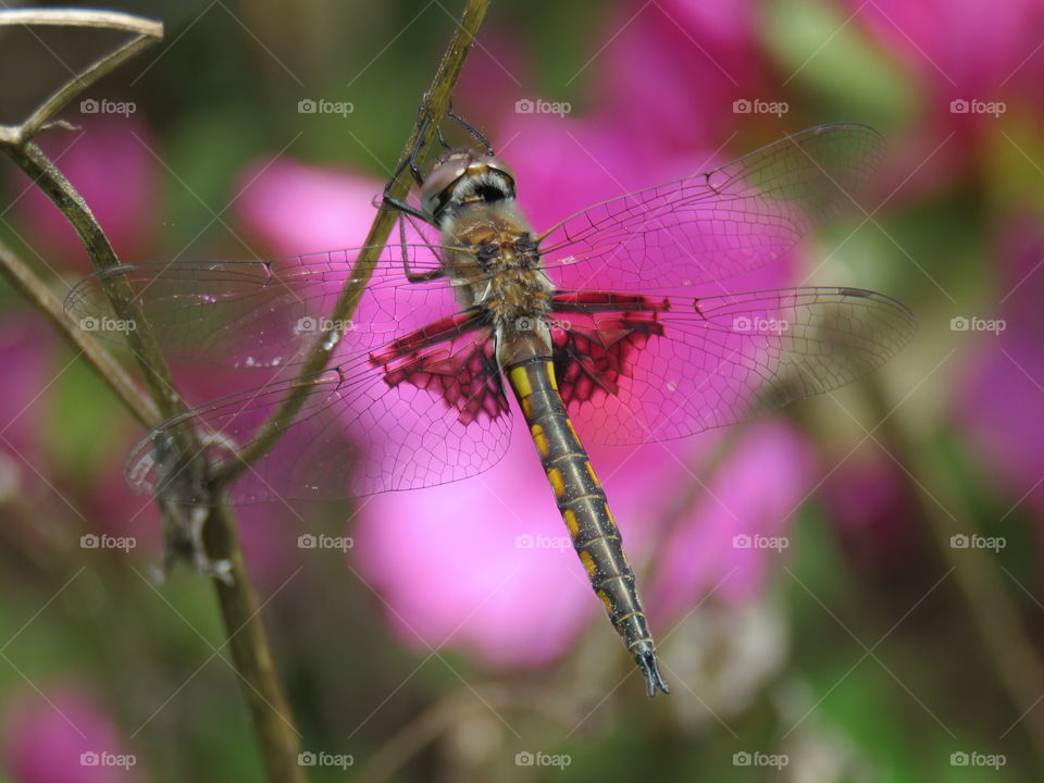 Dragonfly