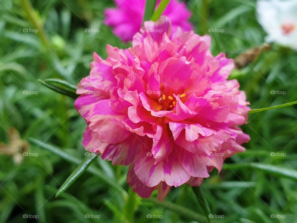 the portulaca grandiflora