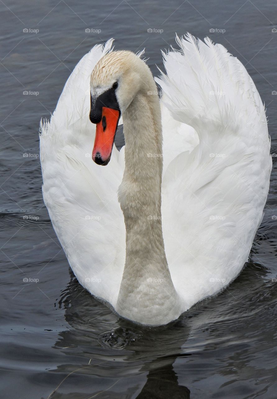 Close-up of swan swimming in lake