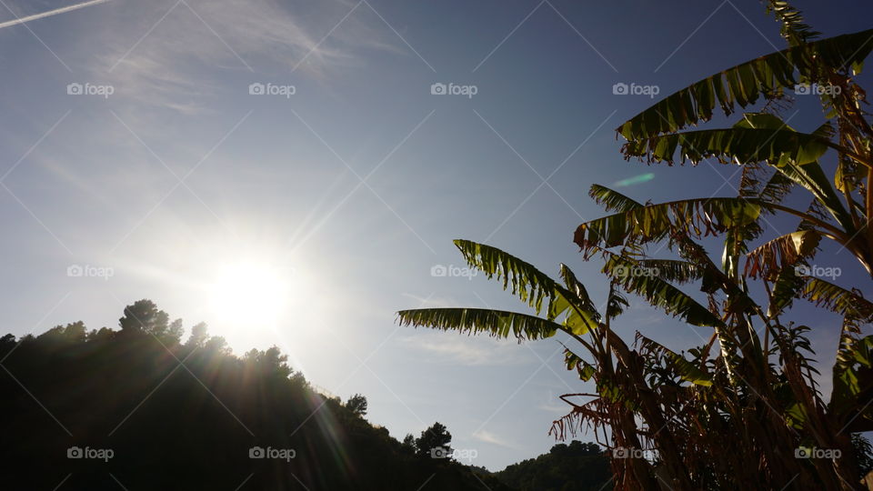 Palms#trees#nature#sun#sky