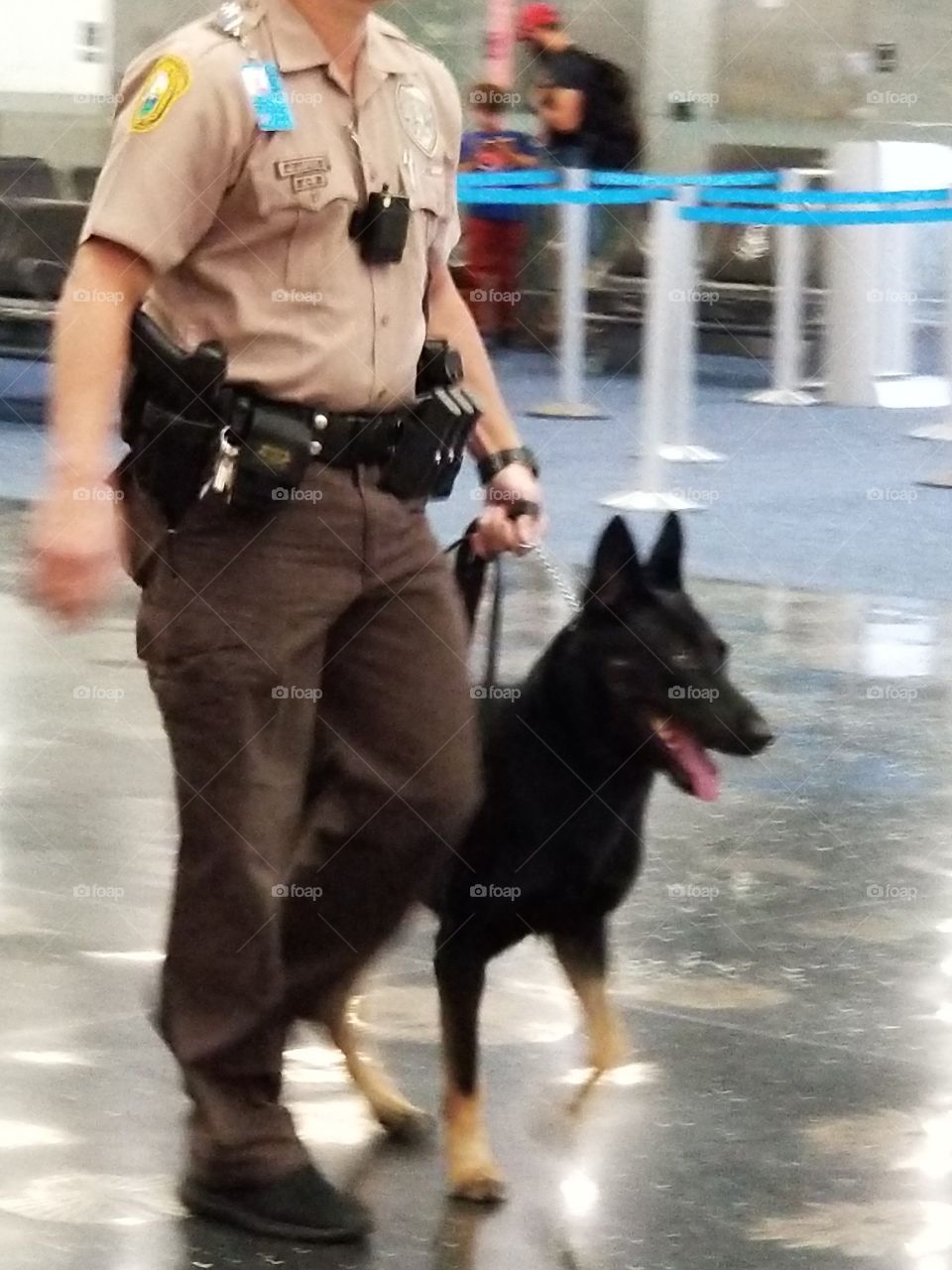 Police Dog Working at the Miami Airport