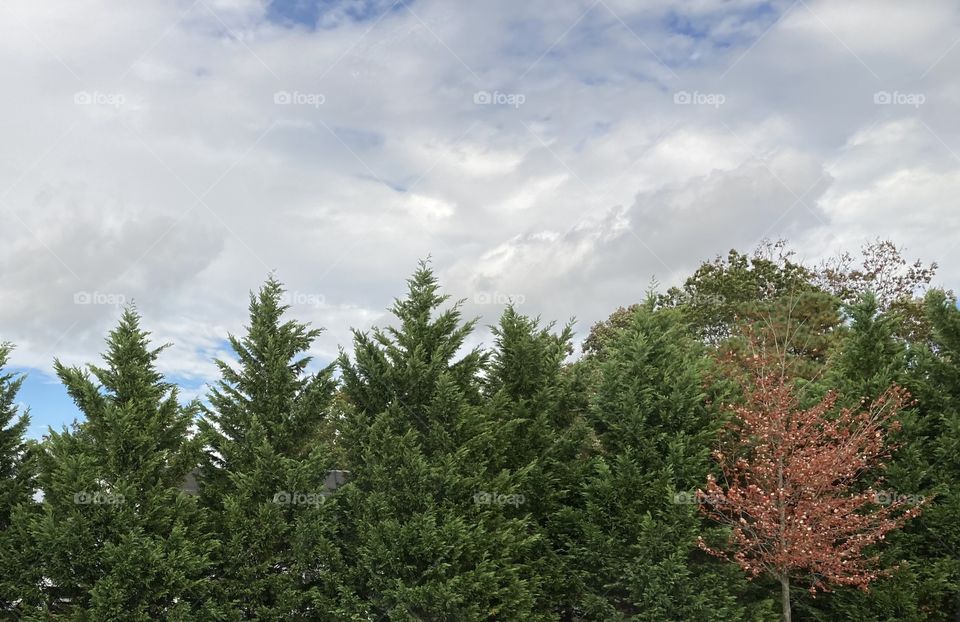 Single Red Tree Surrounded By Multiple Green zones