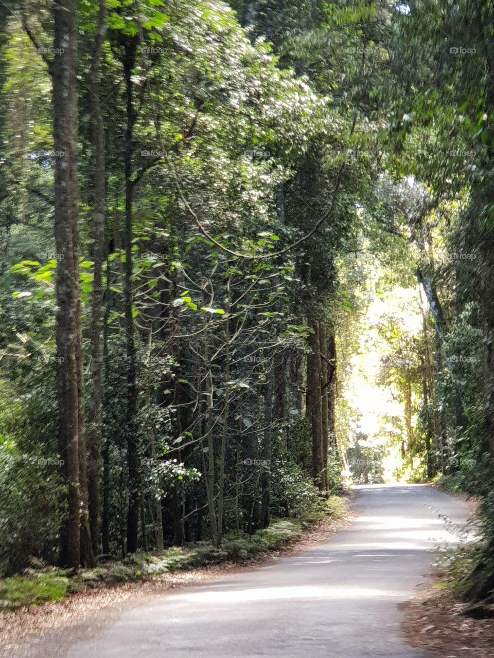 Curvy Rainforest Drive