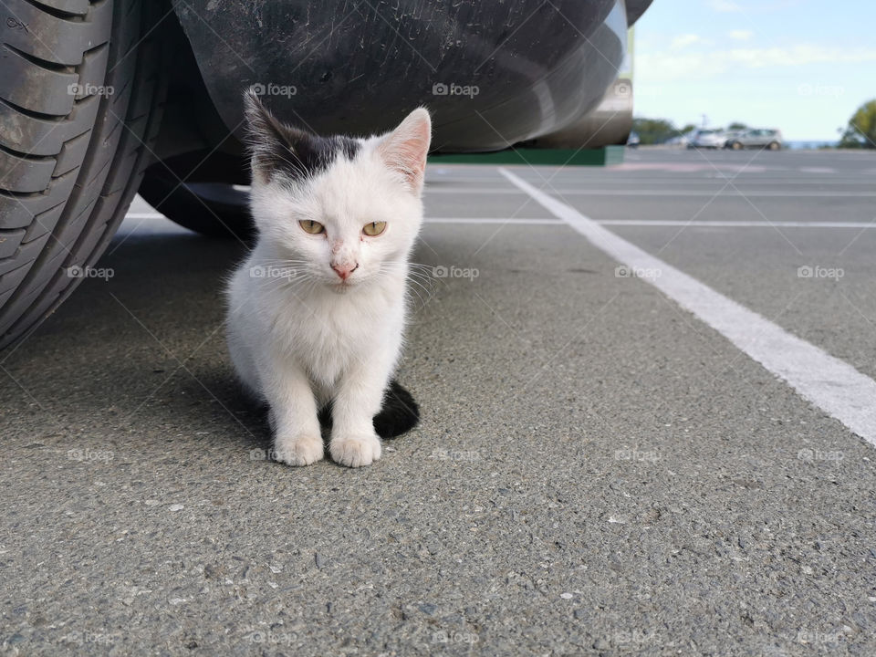 Kitten sitting beside a car at a car parking lot.
