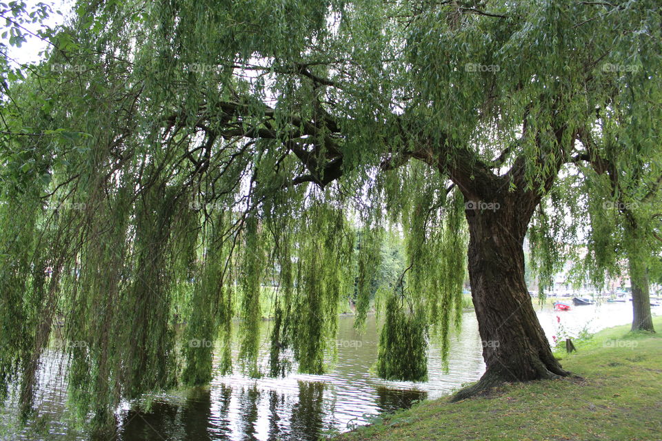 Beautiful large weeping willow with leaves dropping into reflective river in Amsterdam at noon