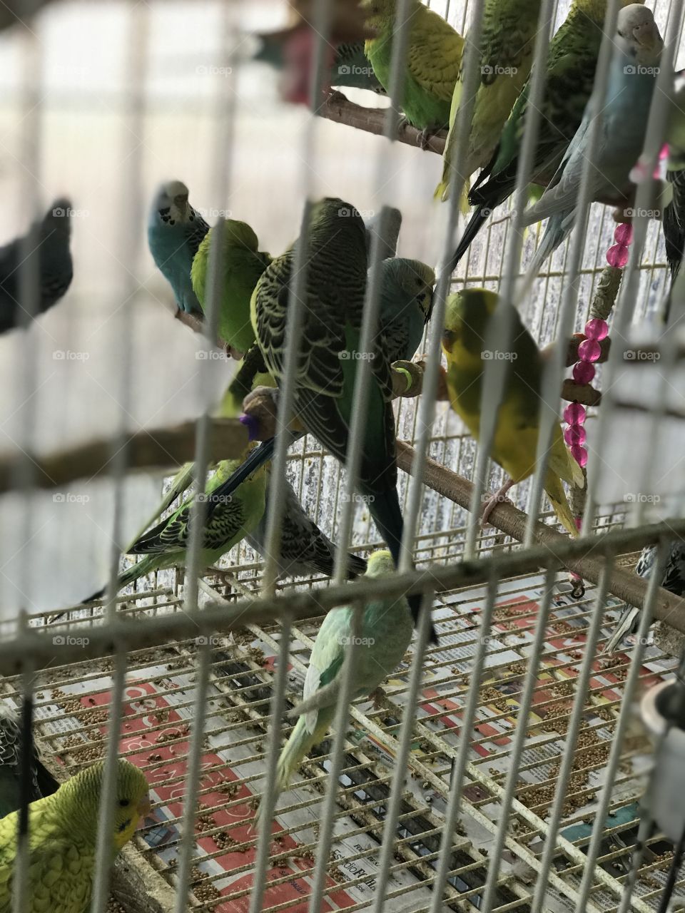 Aussie birds in Brazil