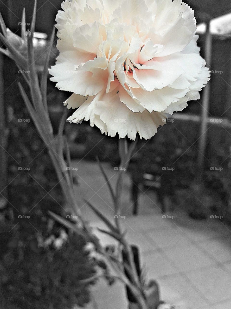 black and white picture with color of flower