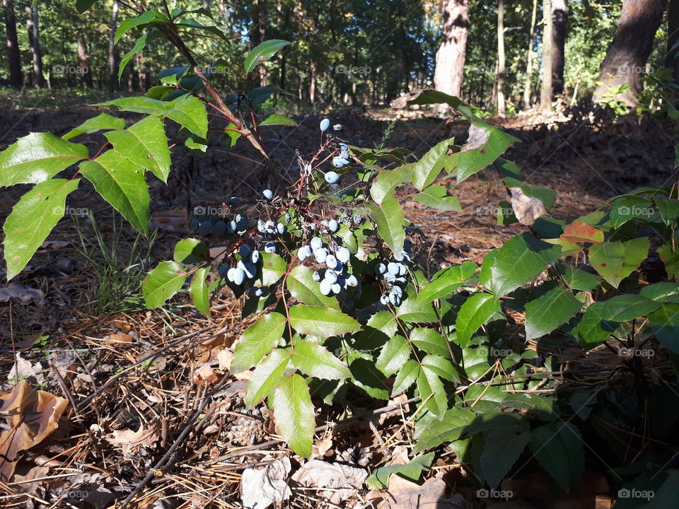 Wild berries