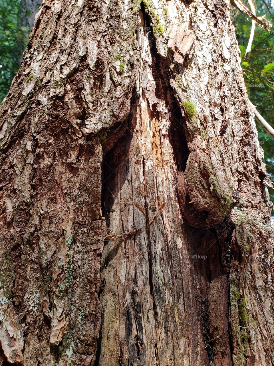 Closeup texture of bark and wood on a large tree in the forest 