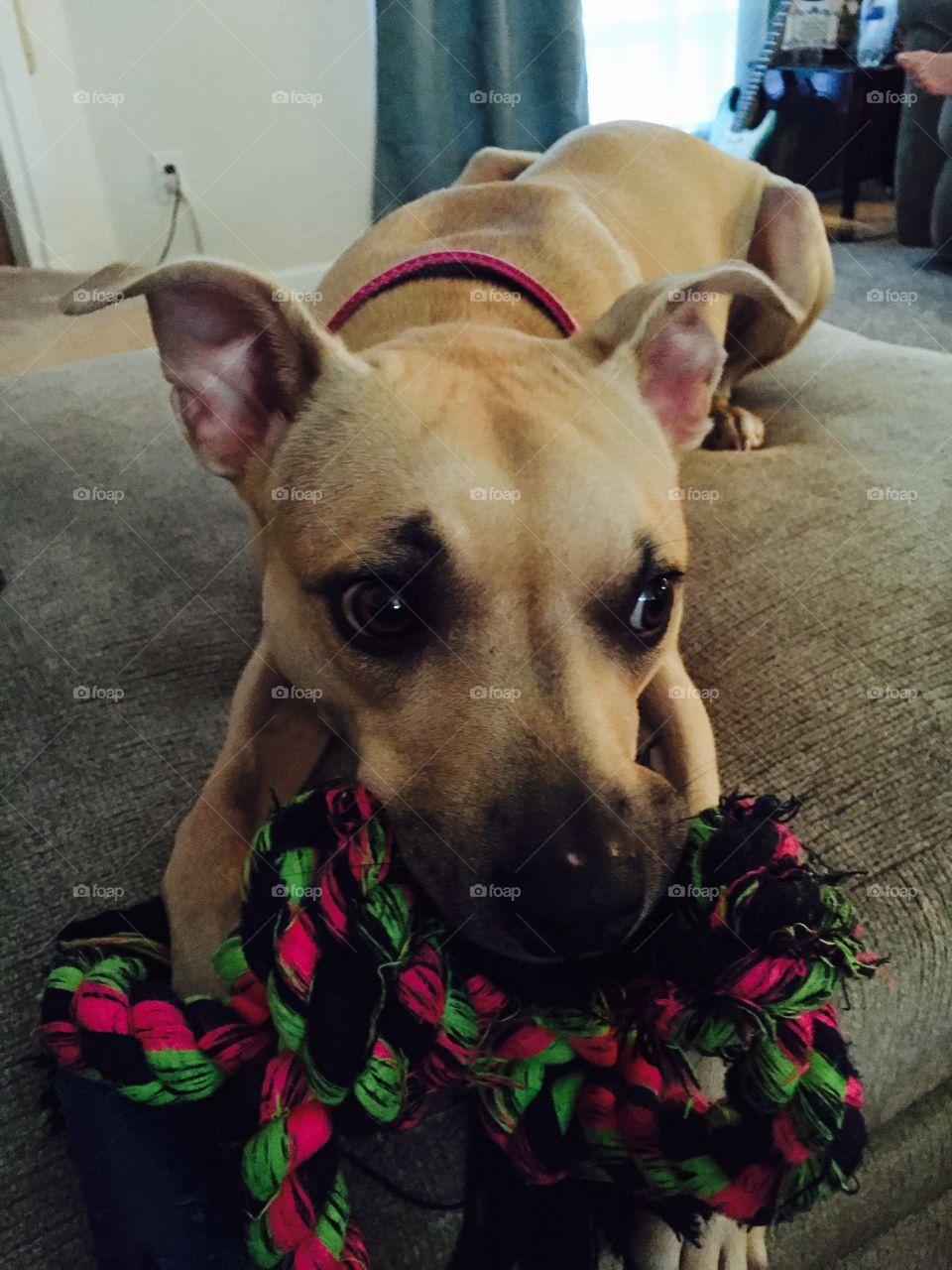 Black mouthed Cur breed dog that is tan and looking into the camera with hip red and green braided bone. 