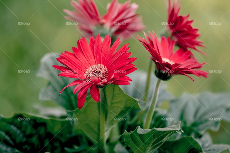 Gerberas 