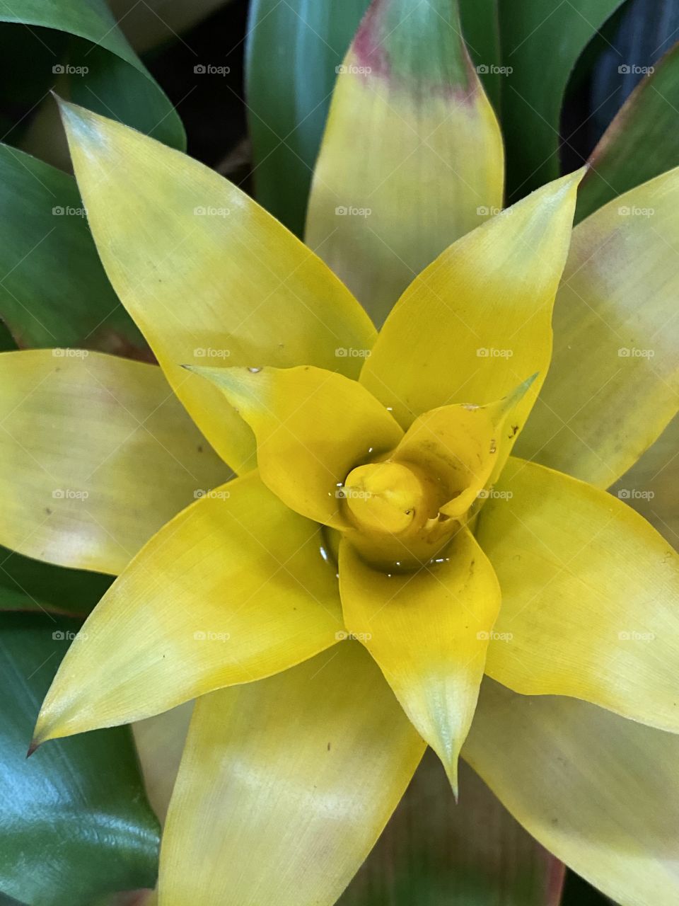 Garden yellow plant 