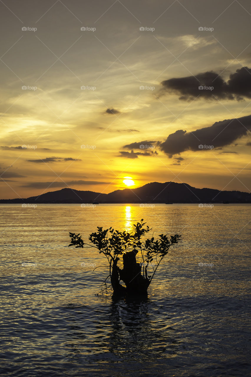 Sunset in the seascape with mangrove tree