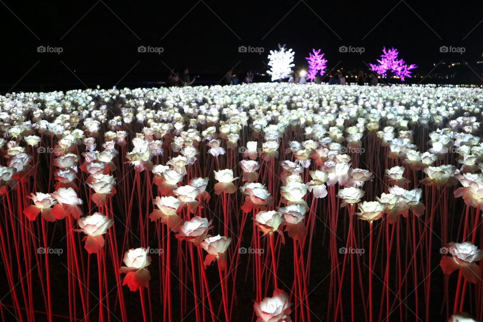 10,000 Roses at night