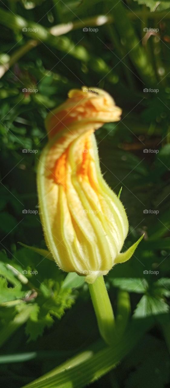 pumpkin flower