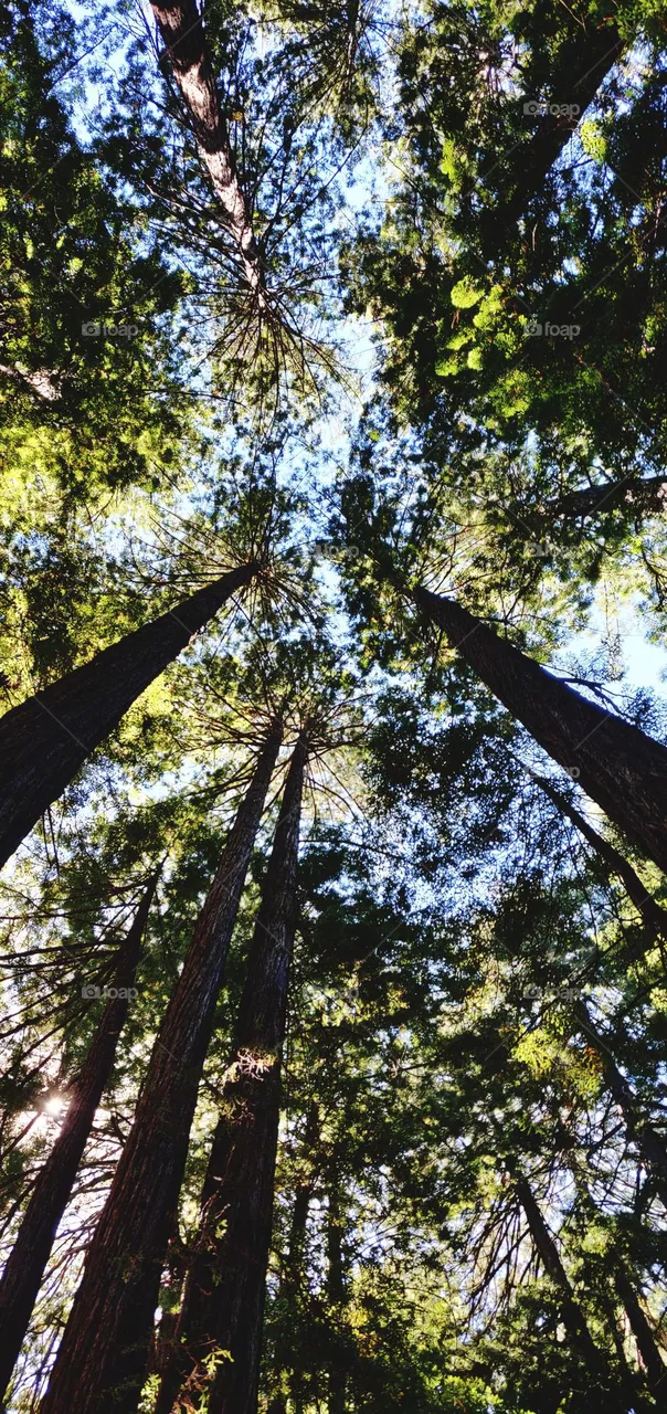 Trees