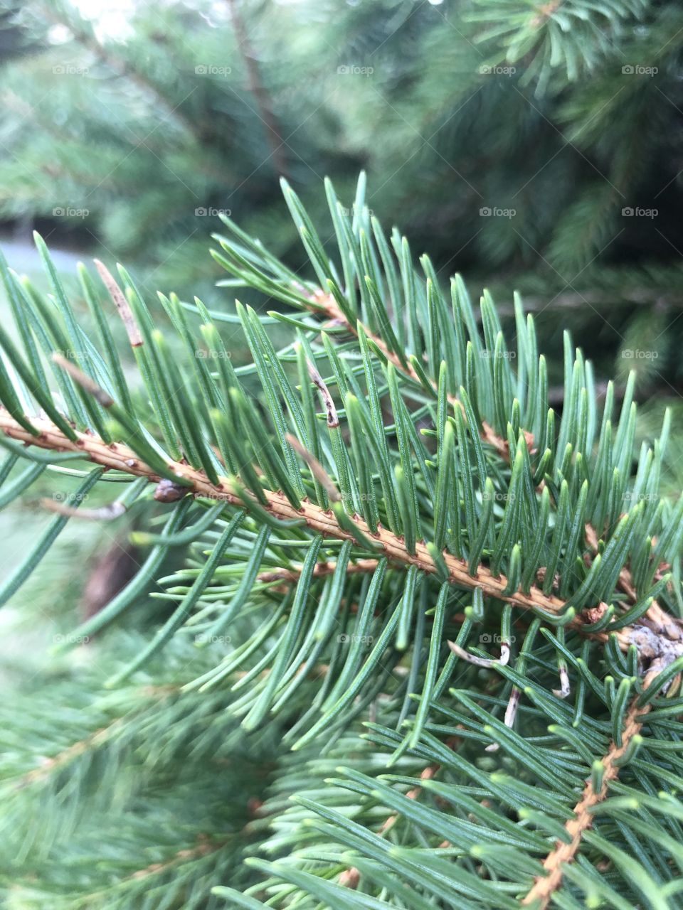 Spruce tree branch 