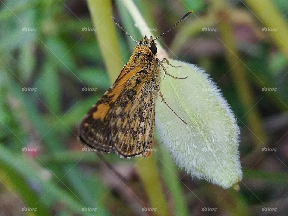 Beautiful little butterfly in yellow and black