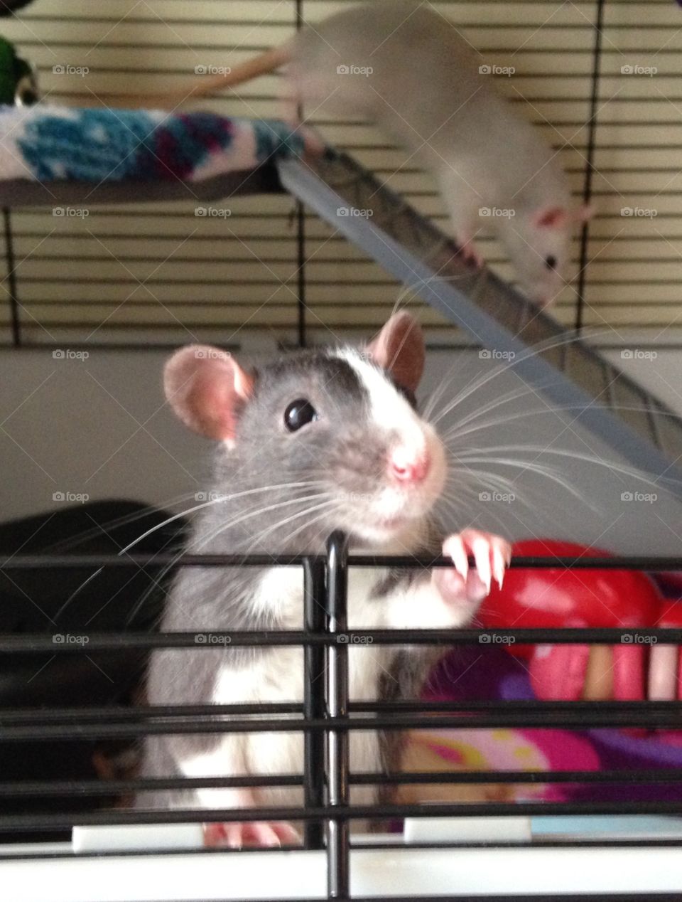 Rat peeking out. Pet rat peeking out the cage door