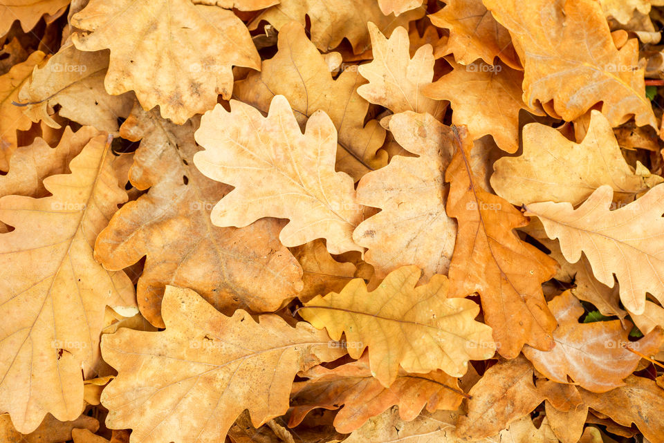 Yellow oak leaves fall. Patterns of oak leaves in autumn park. Background with autumn colorful leaves