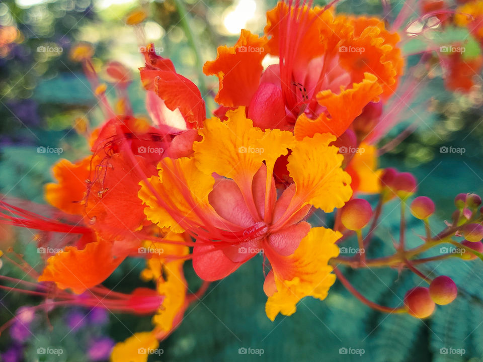 The beautifully bold and magnetic pride of Barbados flower.