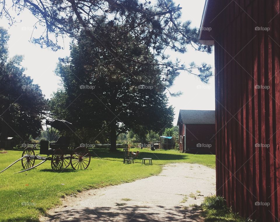 Farm Scene. Nostalgic Buggy at Farm