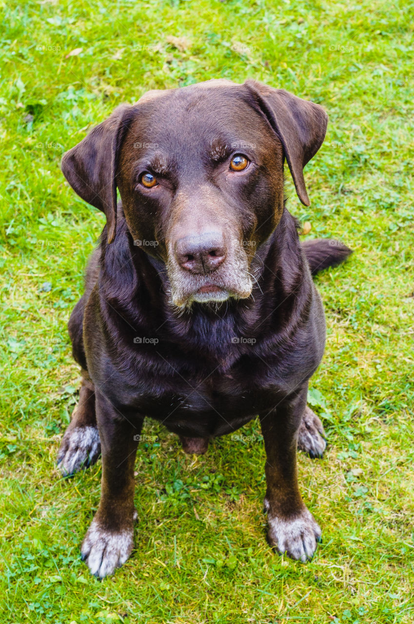 Relaxing and being cute is what my dog is good at