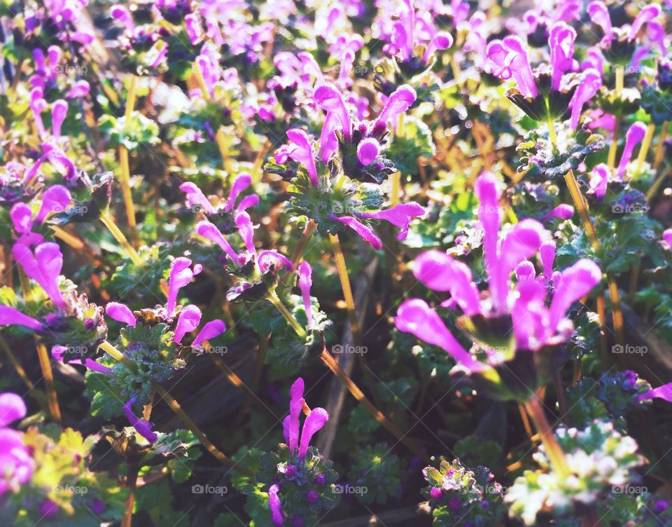 Weeds in a Cornfield