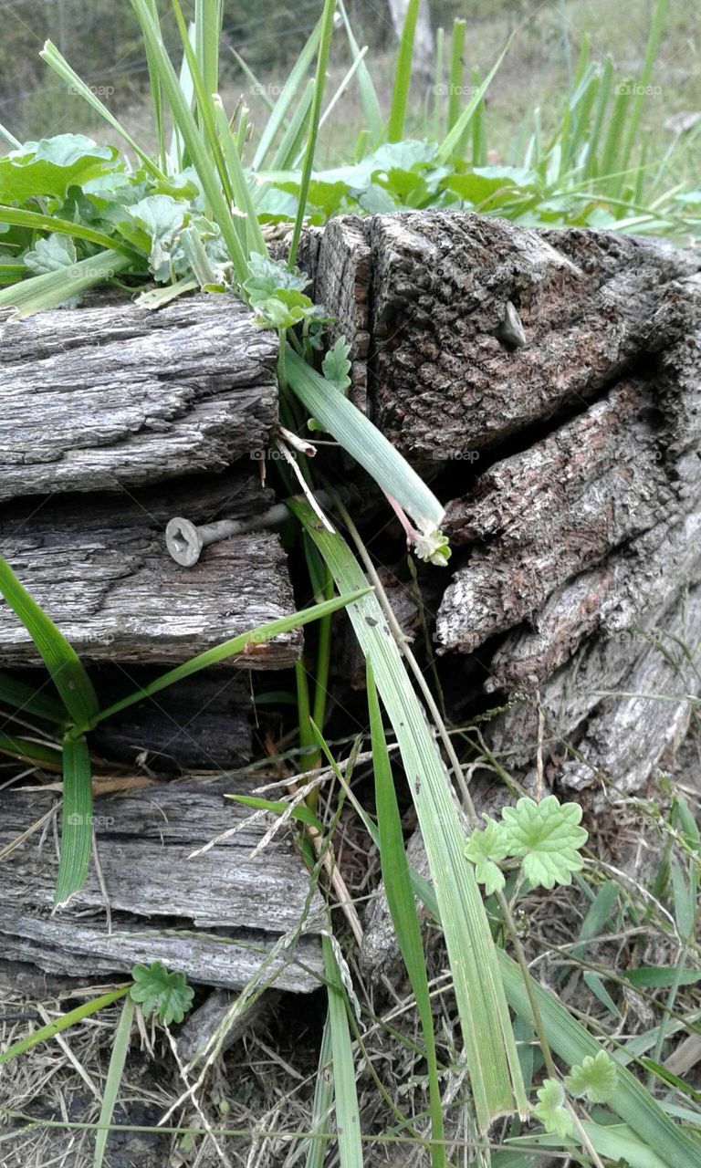 Old Wooden Planter