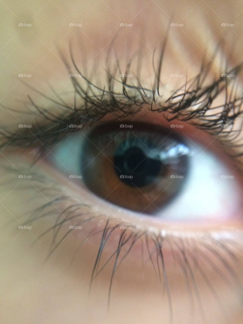 Eye brown 