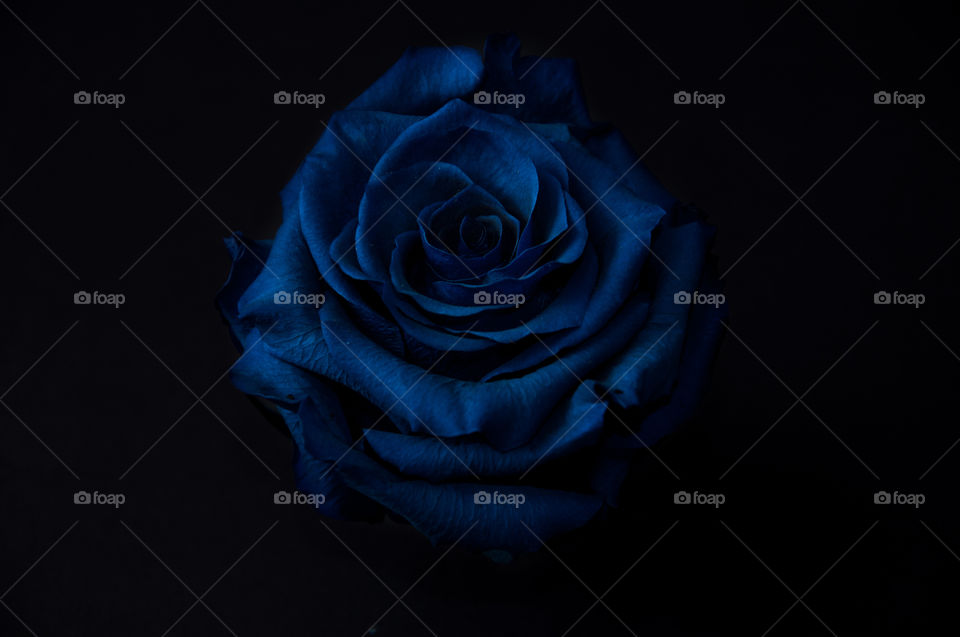 Blue rose on a black background 