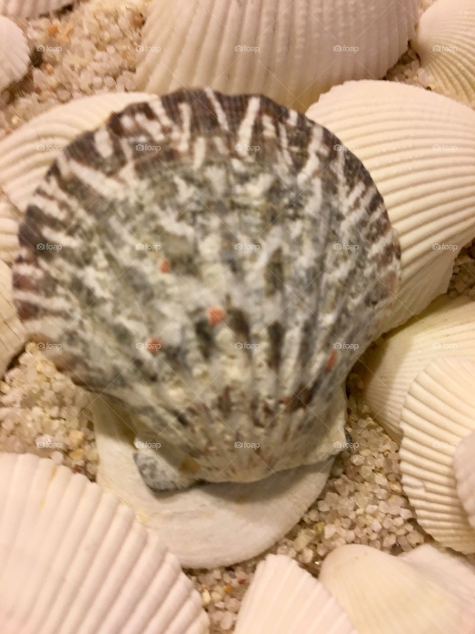 Extreme close-up of scallop shells