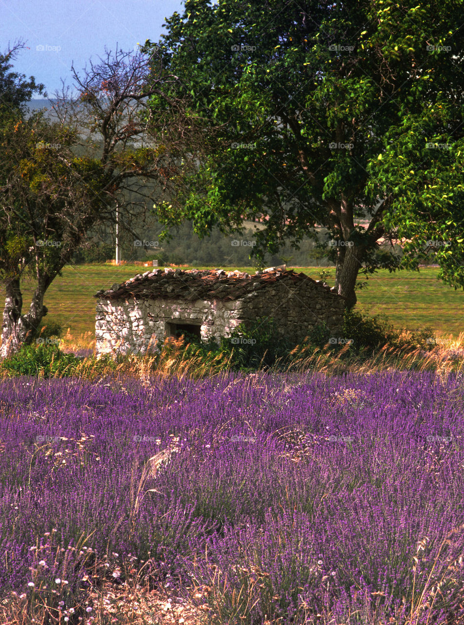 Lavender. Provence 