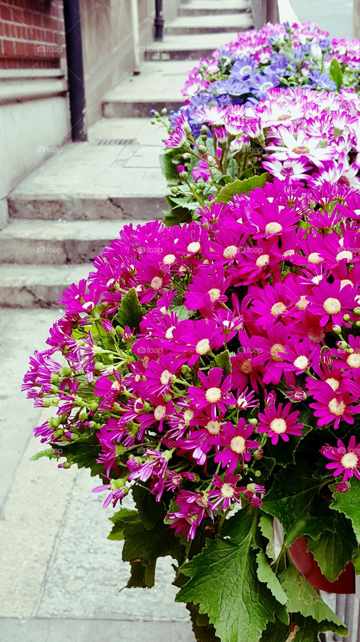 street blooms @ Central Hong Kong