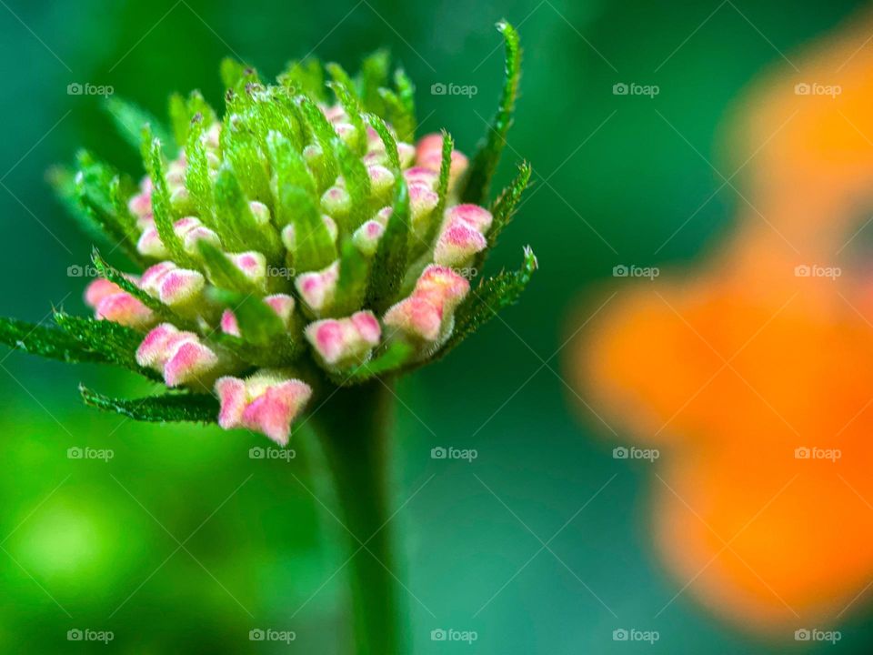 Macro view of a tiny flower bud with pinkish small petals and blurry background 