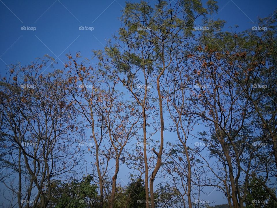 A beautiful trees in the forest.