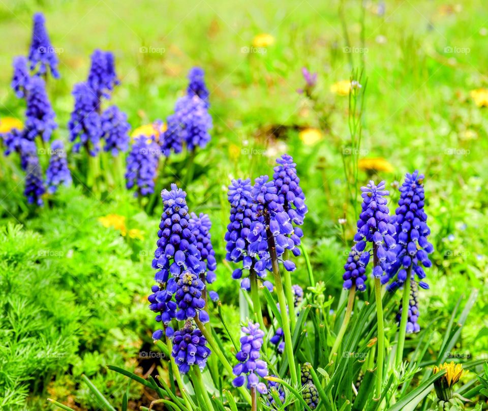 Spring flowers