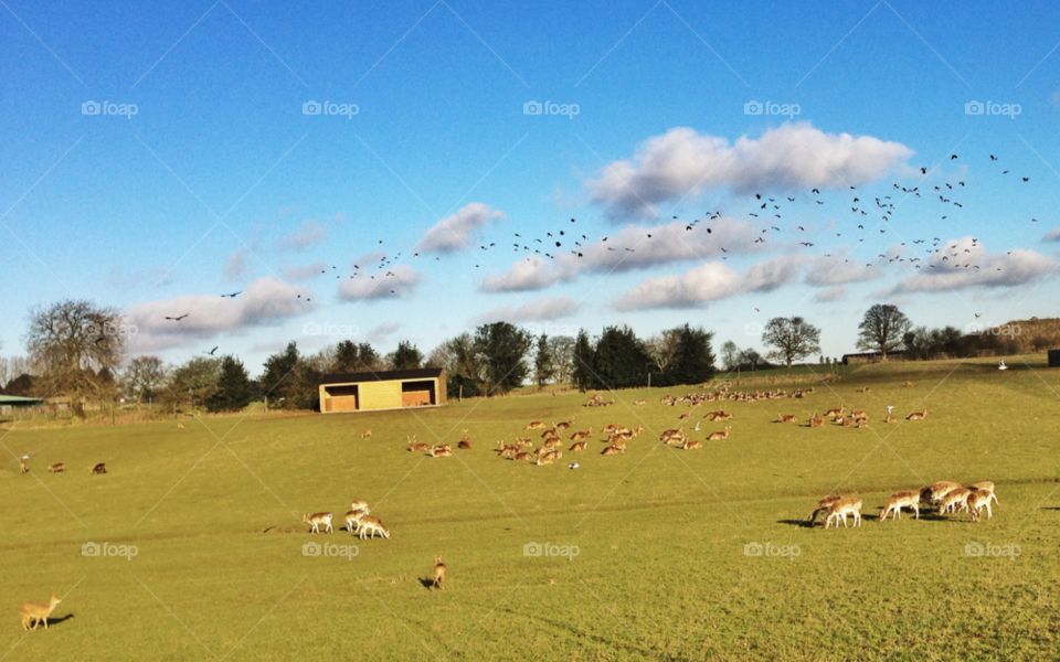 whipsnade zoo birds zoo view by iamcoop