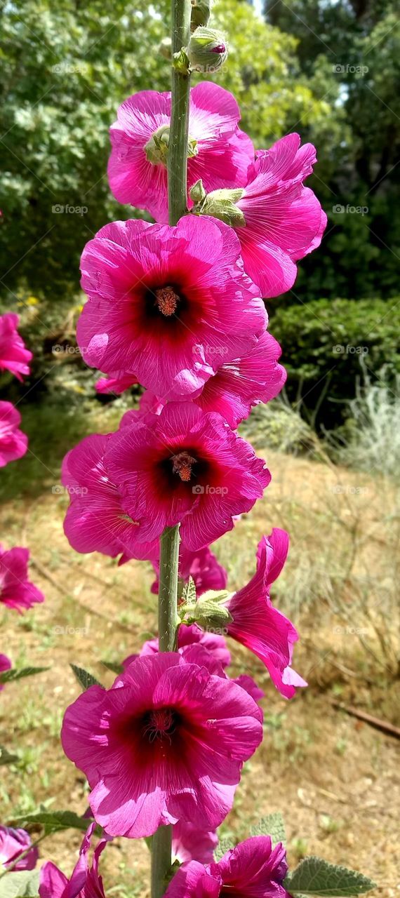 Alcea setosa