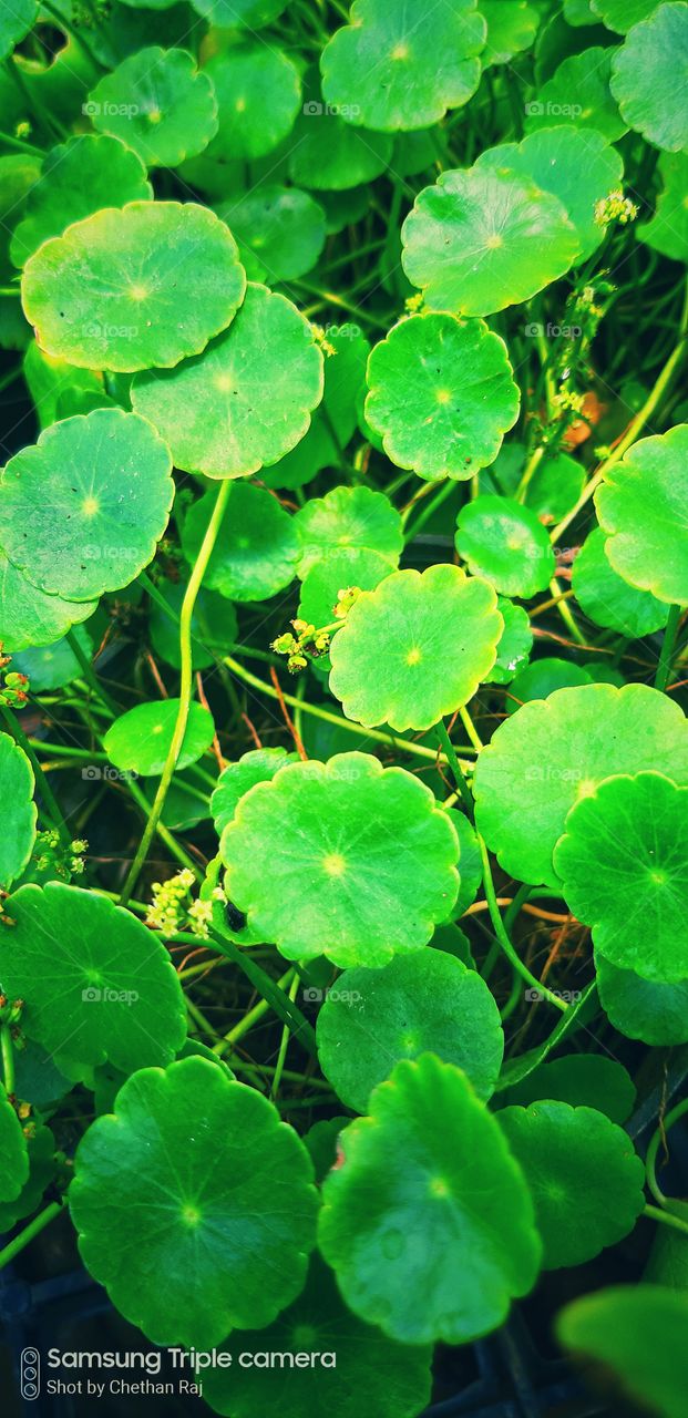 green colour stories