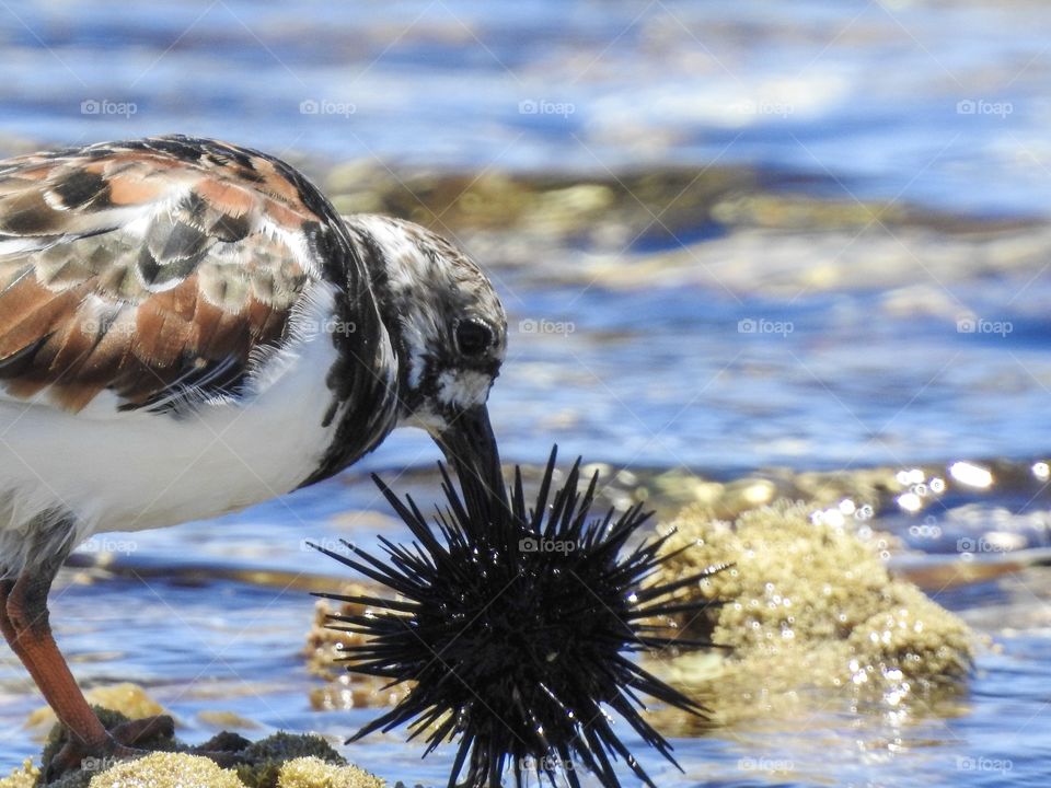 feeding on hedgehog