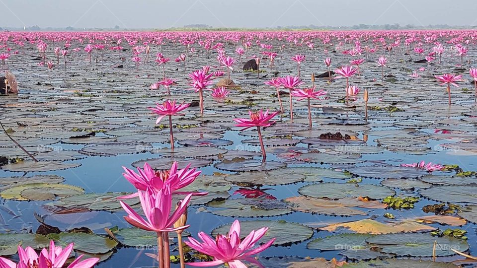 The signs of summer, countryside ( Thailand 🇹🇭