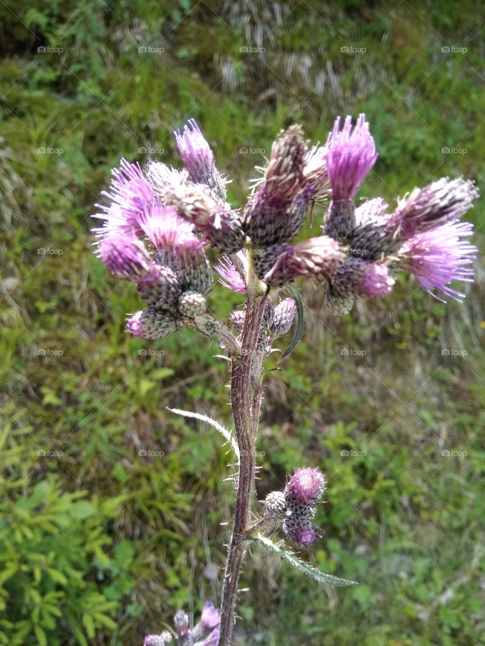 Bad Wildbad Schwarzwald