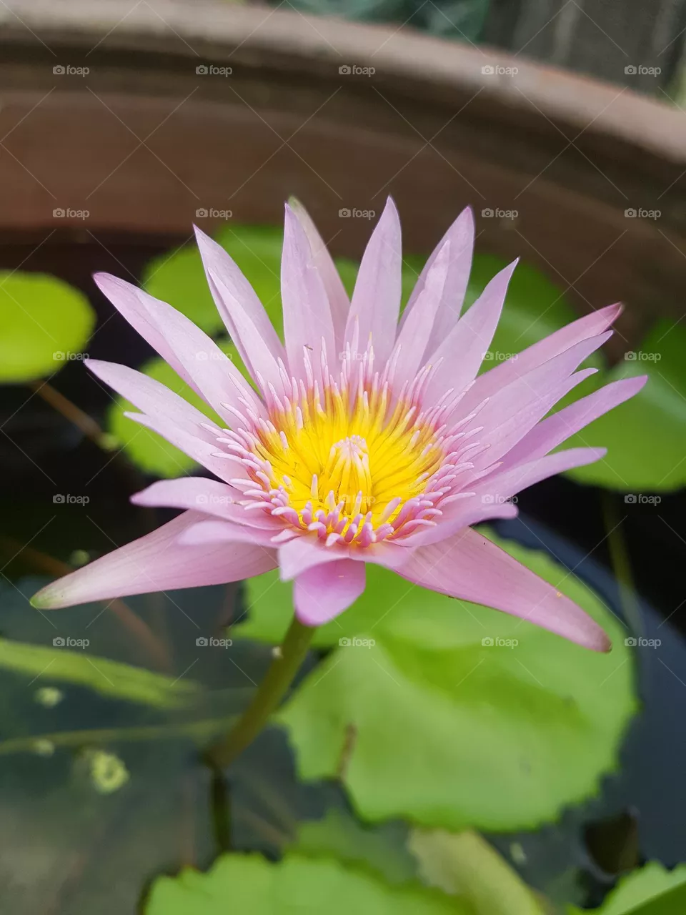 Lotus flower in the garden