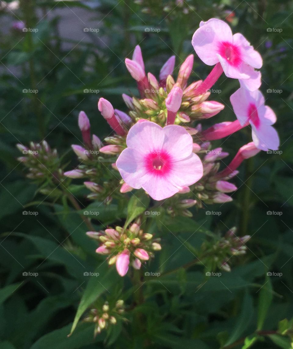 Beautiful pink phlox flower bloom. 