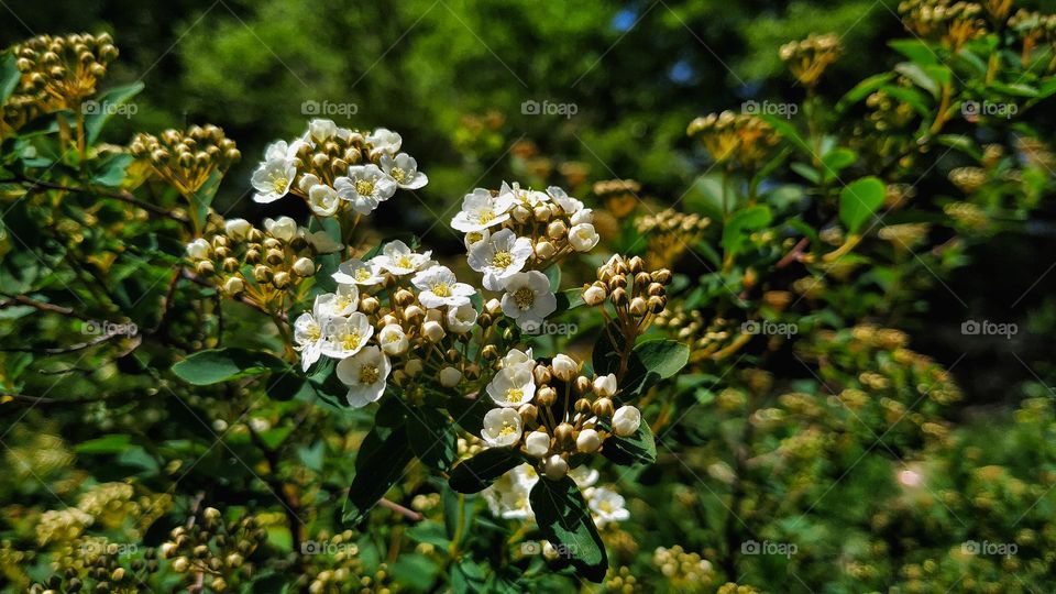 spring flowers